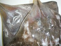 Болгария - Бургас