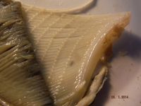 Болгария - Бургас