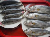 Болгария - Бургас