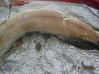 Болгария - Бургас