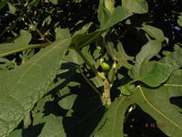 Болгария - Бургас