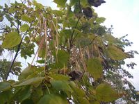 Болгария - Бургас