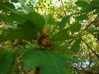 Болгария - Бургас