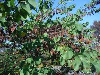 Болгария - Бургас