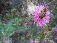 Болгария - Бургас