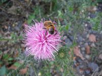 Болгария - Бургас