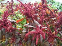 Болгария - Бургас