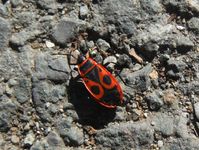 Болгария - Бургас