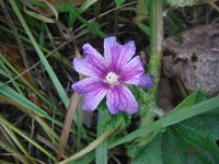 Болгария - Бургас