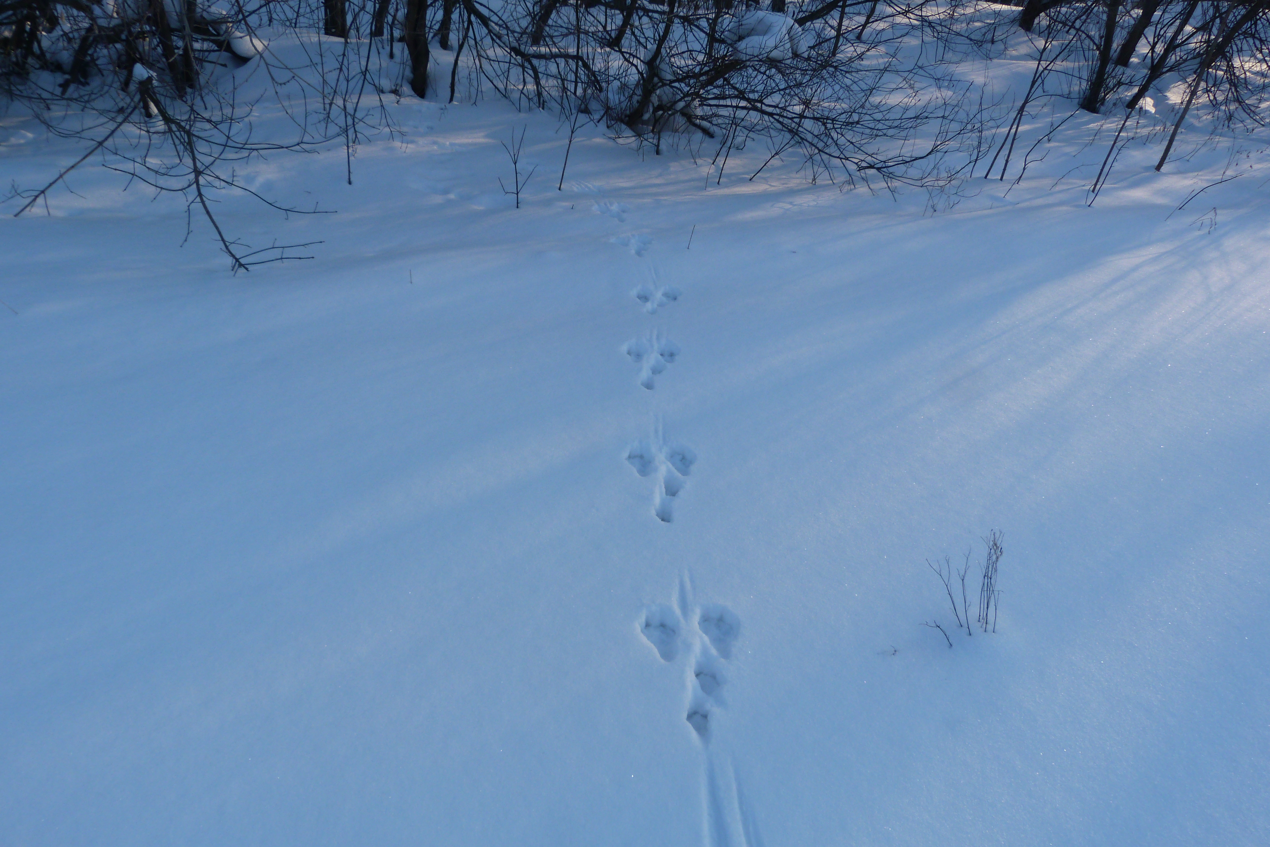 Заячьи и лисьи следы на снегу. Следы зайца беляка на снегу. Следы зайца беляка. Следы зайца русака. Заячьи следы на снегу.