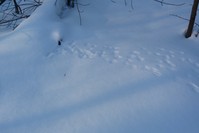 След мыши на снегу