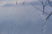След мыши на снегу