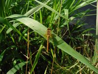 Косинский лесопарк