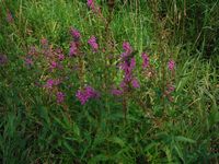 Косинский лесопарк