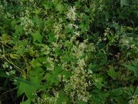 Косинский лесопарк