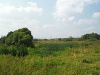 Косинский лесопарк