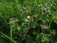 Косинский лесопарк