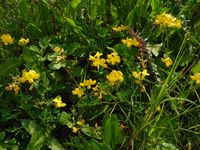 Косинский лесопарк