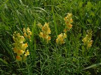 Косинский лесопарк