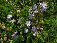 Косинский лесопарк