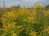 Косинский лесопарк