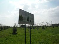 Косинский лесопарк