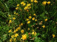 Косинский лесопарк