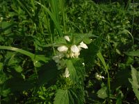 Косинский лесопарк