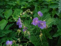 Косинский лесопарк