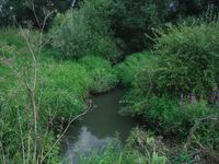 Косинский лесопарк