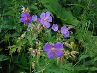 Косинский лесопарк