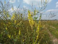 Косинский лесопарк