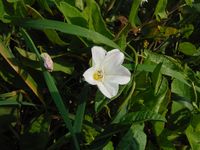 Косинский лесопарк