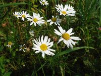 Косинский лесопарк