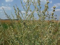 Косинский лесопарк