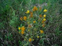 Косинский лесопарк