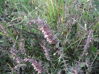 Косинский лесопарк