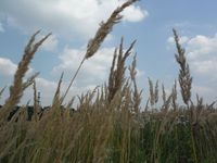 Косинский лесопарк