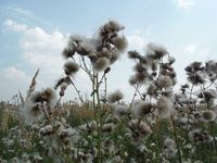 Косинский лесопарк