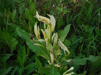 Косинский лесопарк