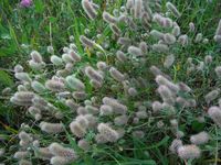 Косинский лесопарк