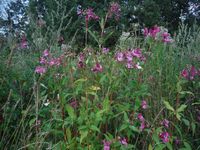 Косинский лесопарк