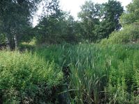 Косинский лесопарк