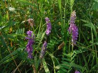 Косинский лесопарк