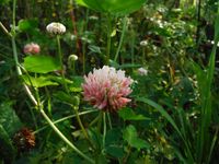 Косинский лесопарк