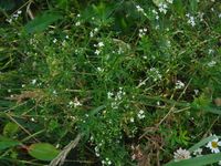 Косинский лесопарк