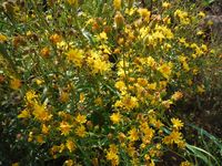 Косинский лесопарк