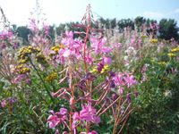 Косинский лесопарк