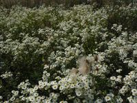 Косинский лесопарк