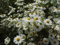 Косинский лесопарк